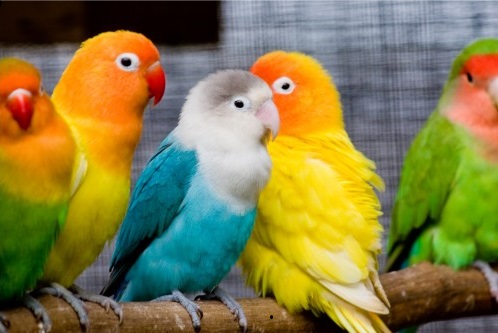 pet birds choosing.jpg